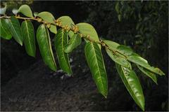 Glochidion zeylanicum